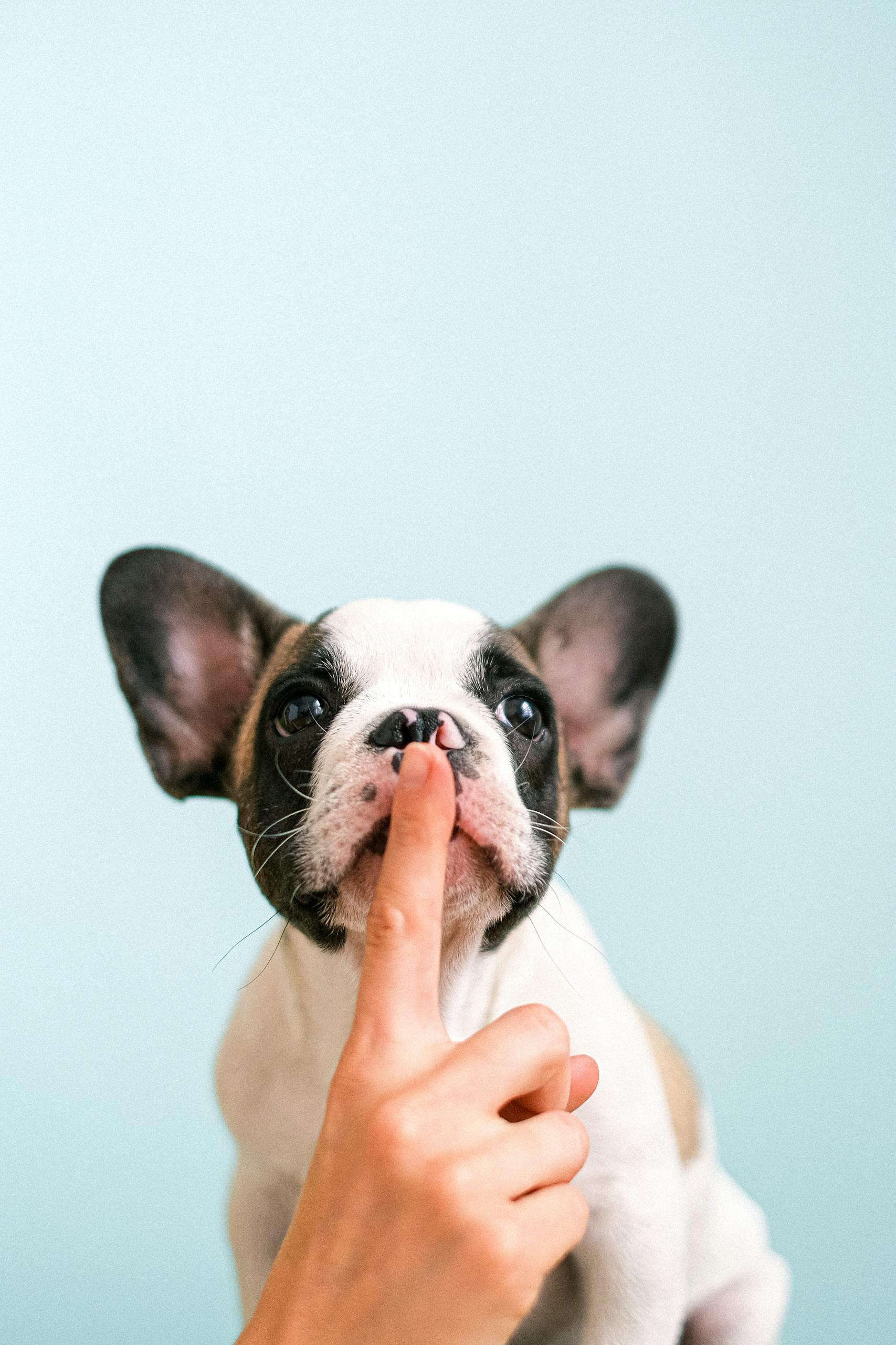 White and Black French Bulldog